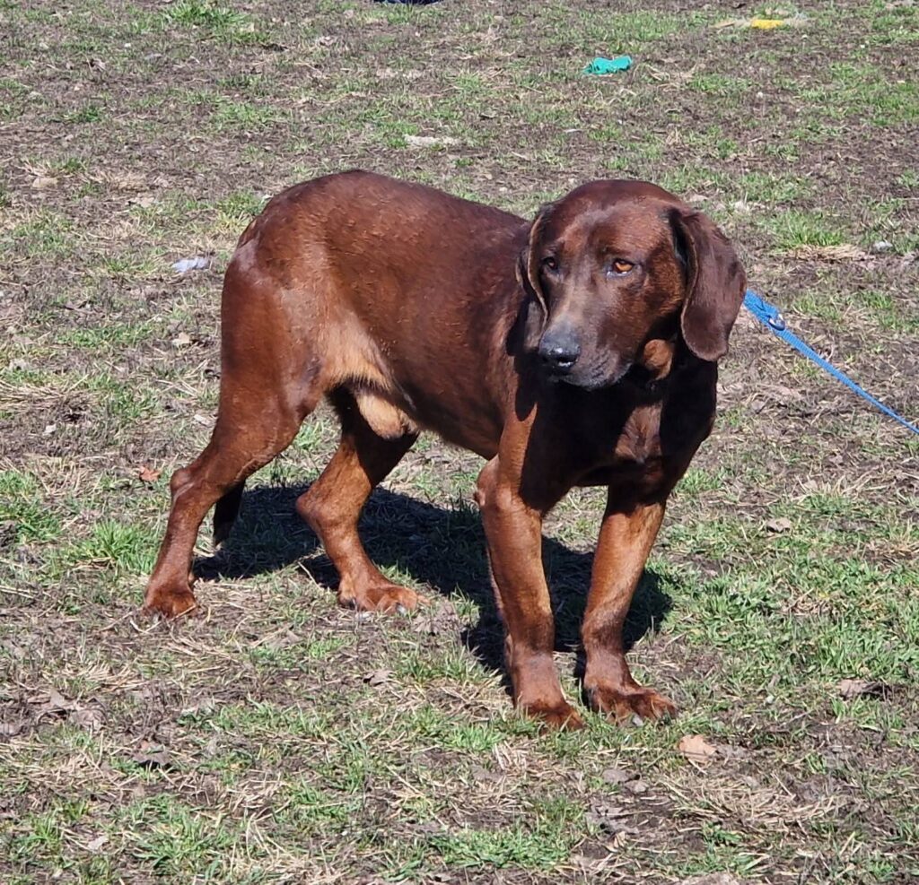 Brauner Hund auf Gras