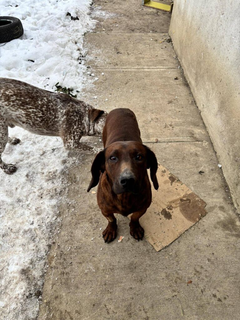Brauner Hund im Freien