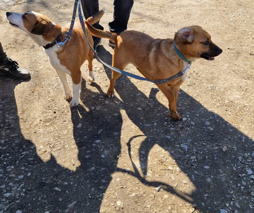Zwei Hunde an Leinen