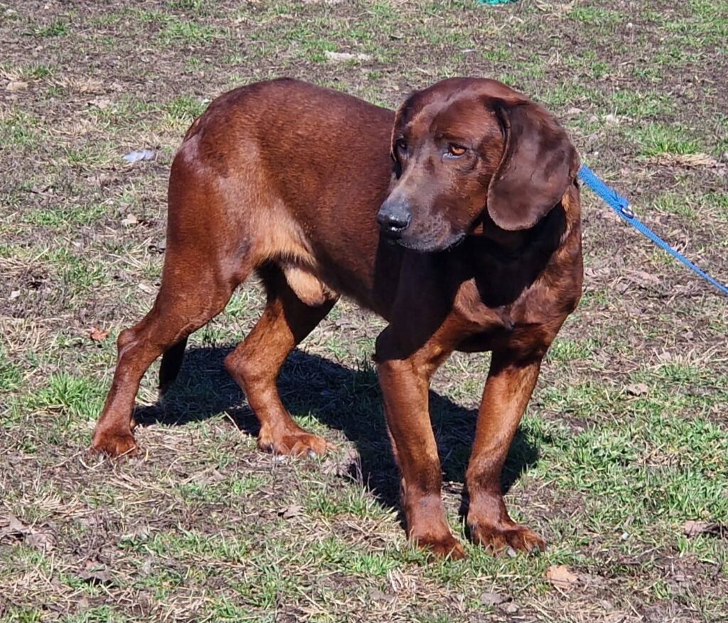 Brauner Hund auf Gras