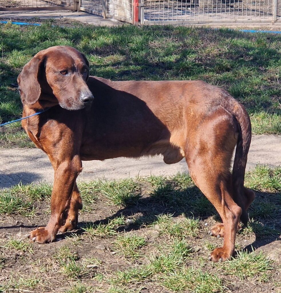 Brauner Hund steht im Freien