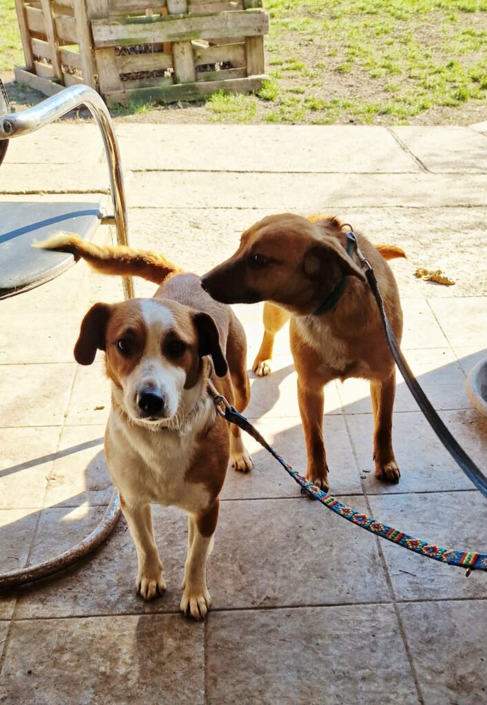 Zwei Hunde an Leinen