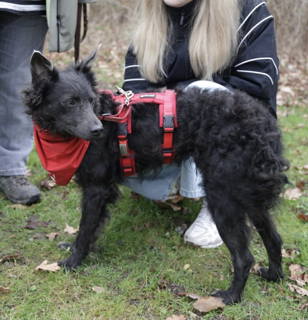 Schwarzer Hund mit roter Leine