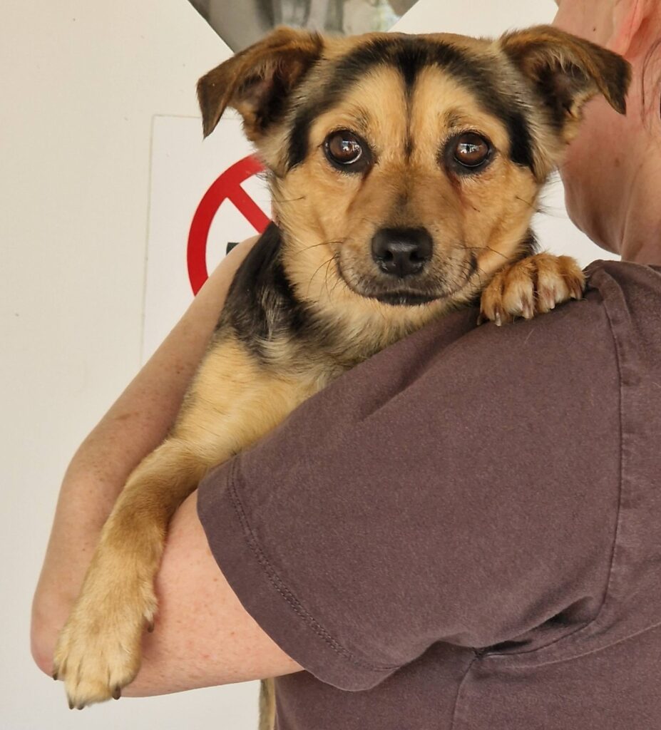 Hund auf Arm getragen