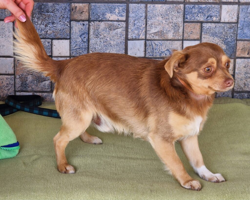 Brauner Hund steht auf Matte