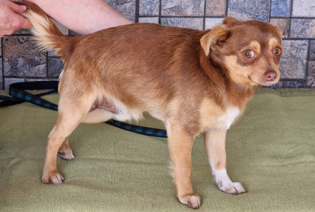 Brauner Hund mit langem Schwanz