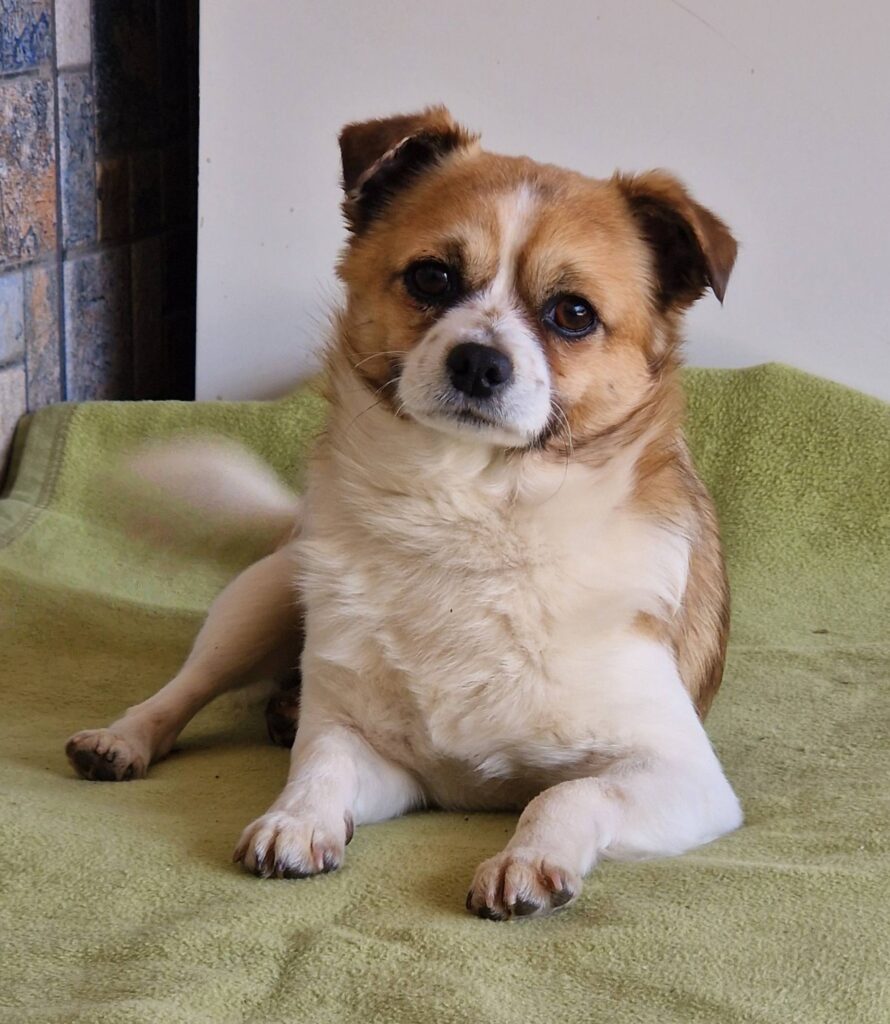 Brauner Hund auf grüner Decke