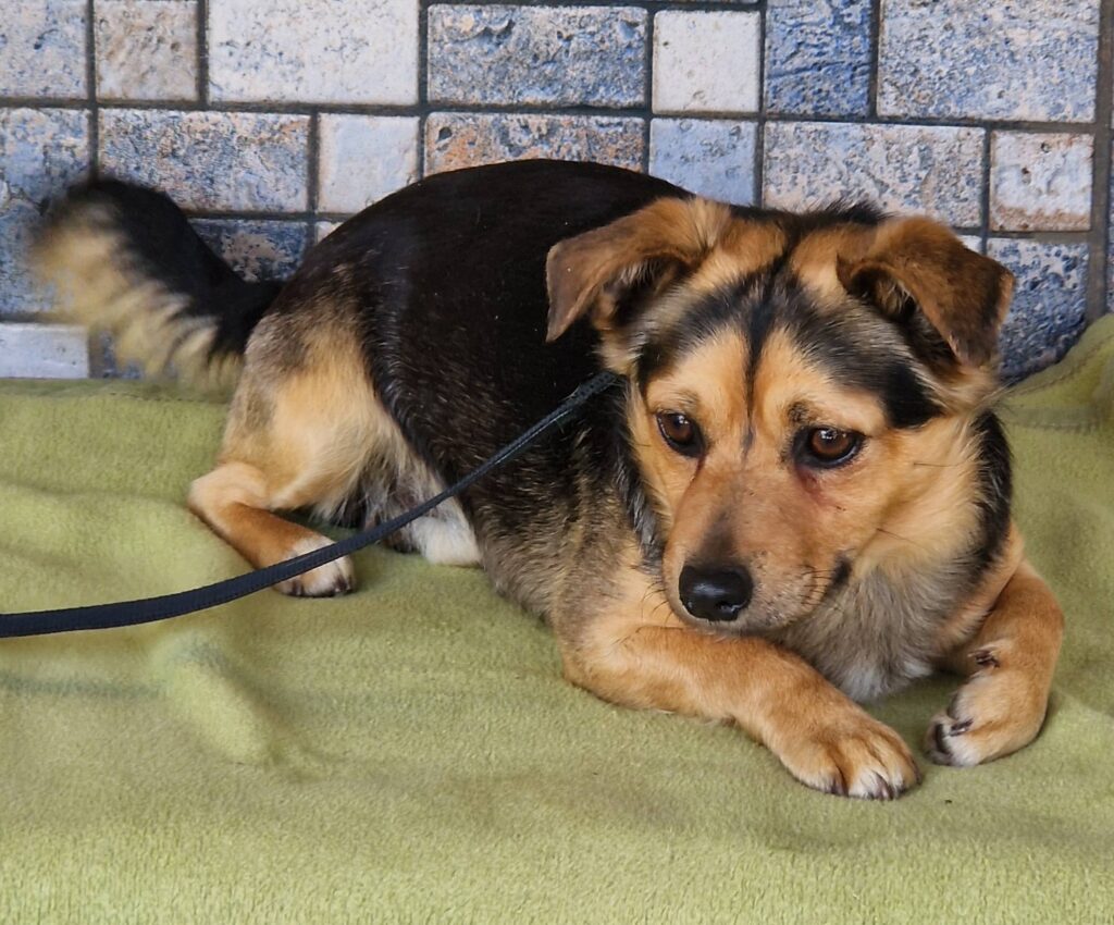 Kleiner Hund liegt auf Decke