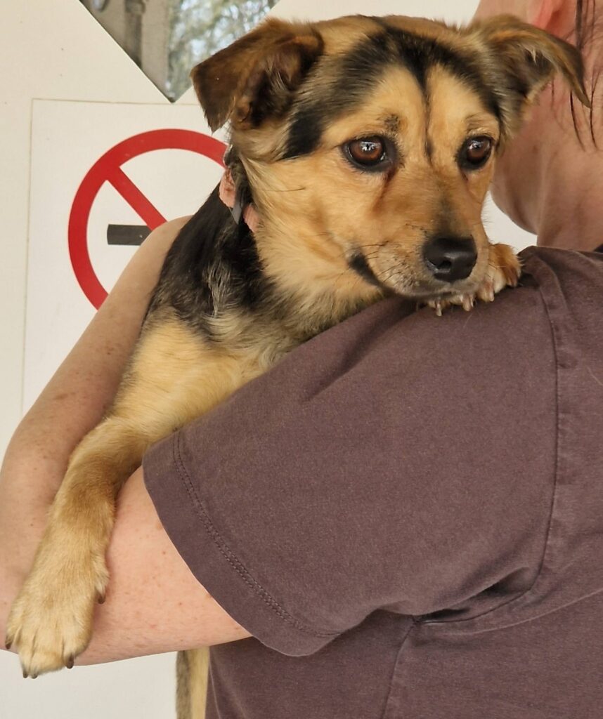 Brauner Hund im Arm