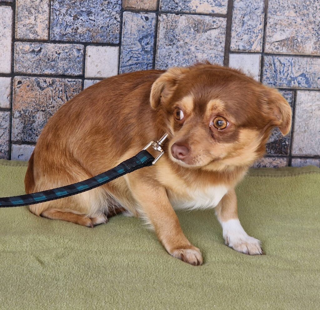 Brauner Hund an Leine