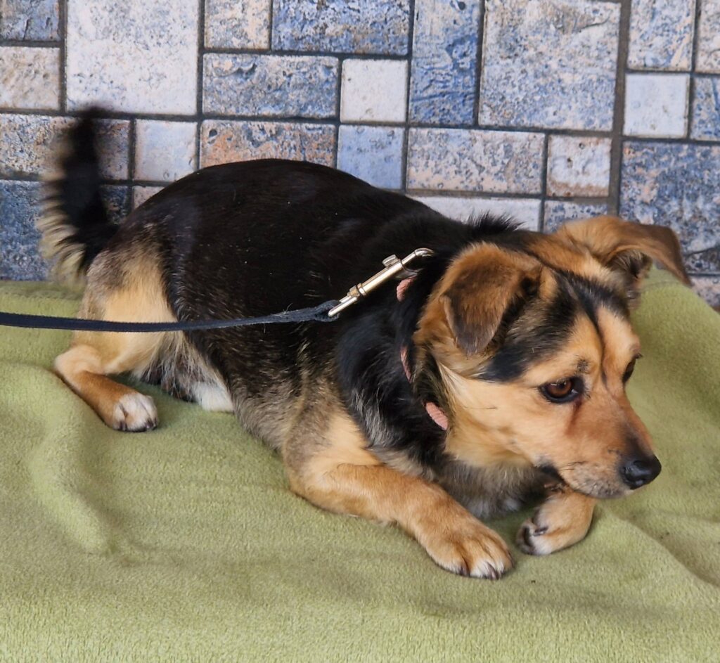 Kleiner Hund auf Leine