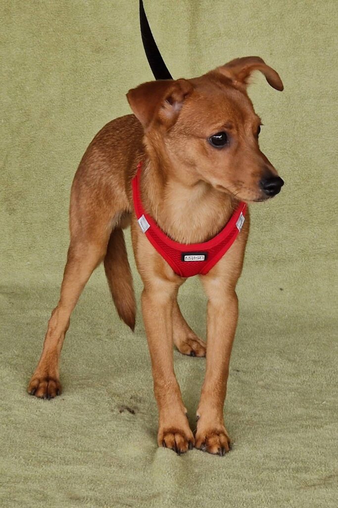 Brauner Hund mit rotem Geschirr