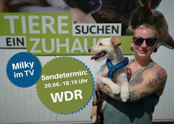 Tierheim: Hund sucht Zuhause
