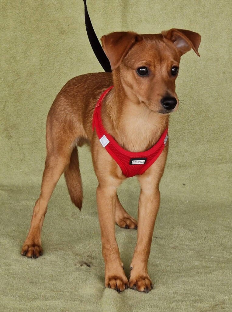 Brauner Hund mit rotem Geschirr