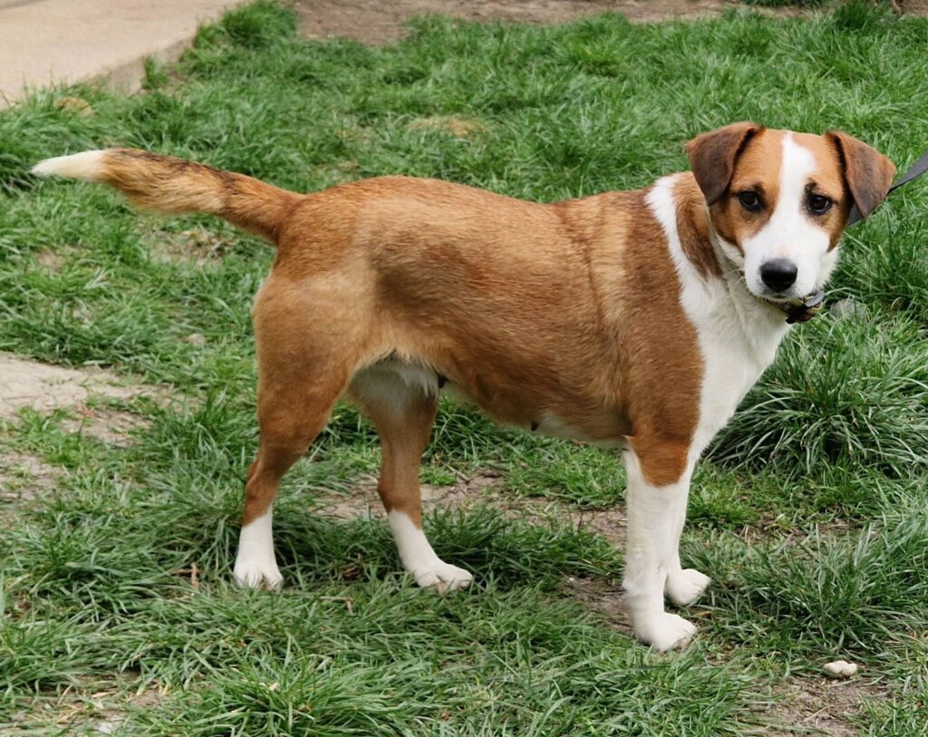 Brauner Hund auf Gras