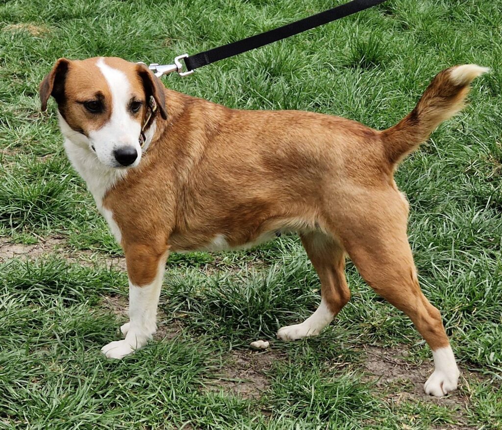 Brauner Hund auf Gras