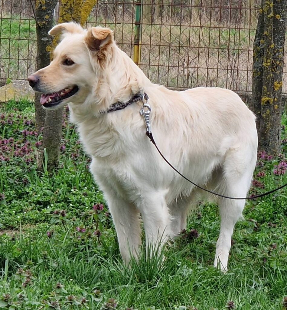 Hund im Freien mit Leine