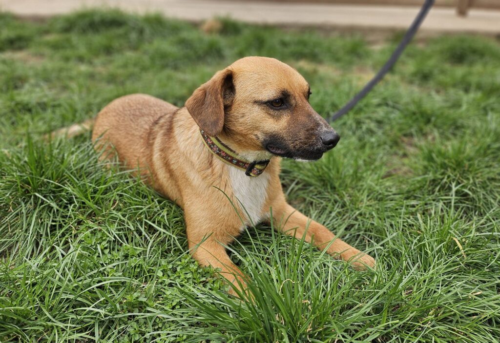 Brauner Hund liegt auf Gras