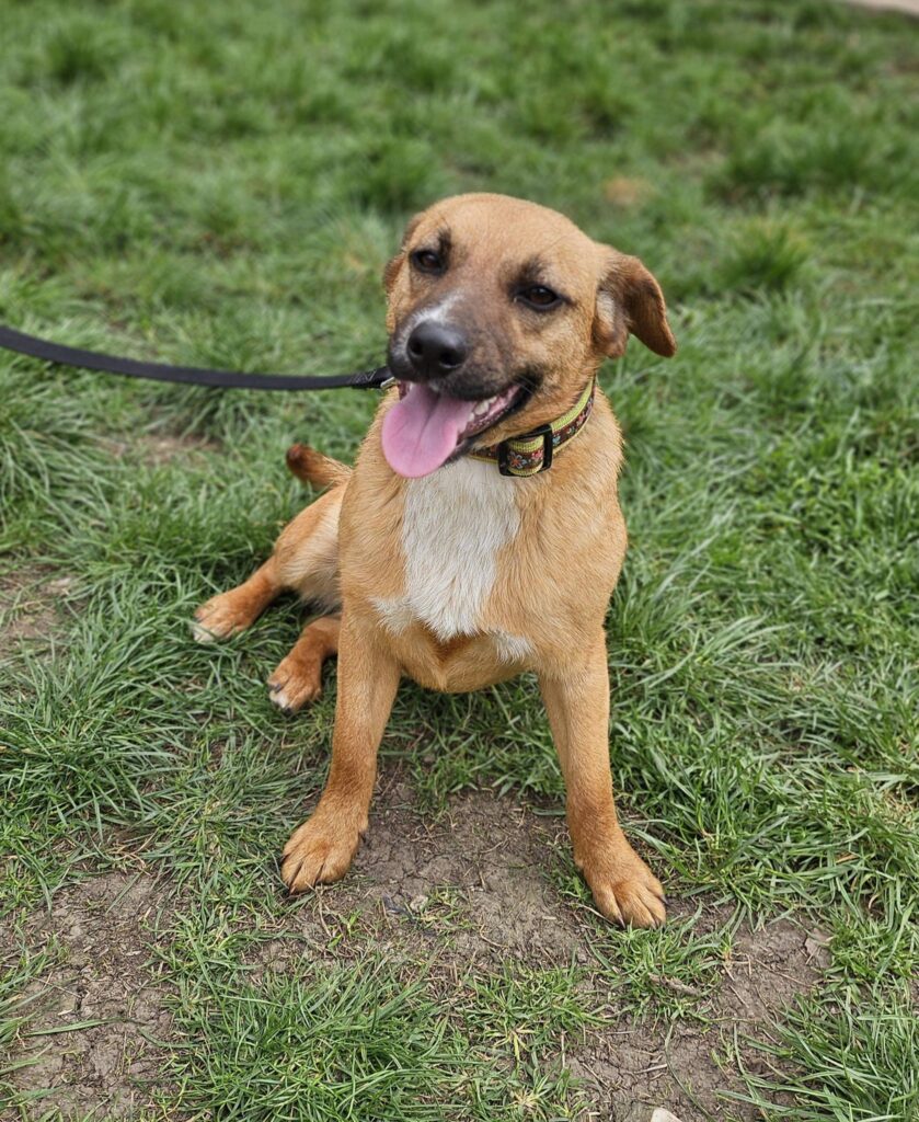 Brauner Hund auf Gras