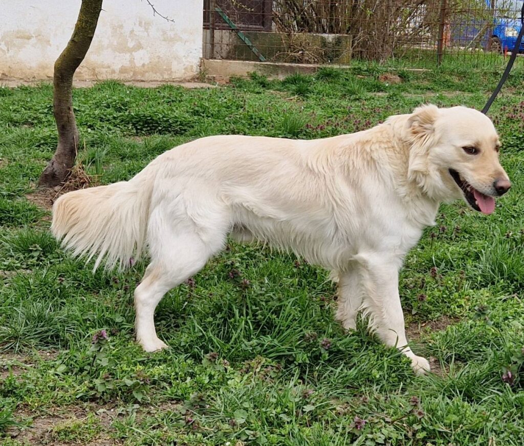 heller Hund im Gras