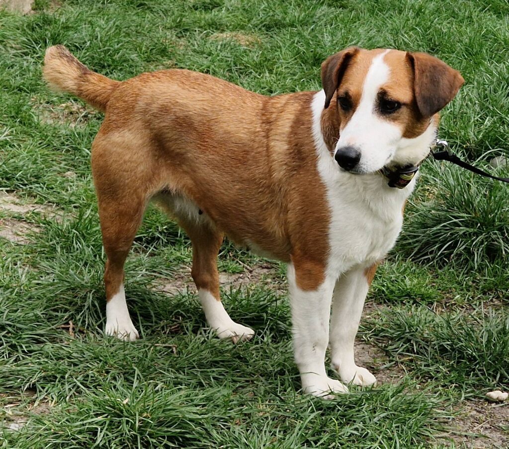 Brauner Hund im Gras