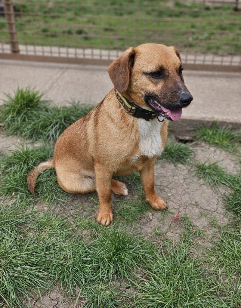 Brauner Hund sitzt im Gras