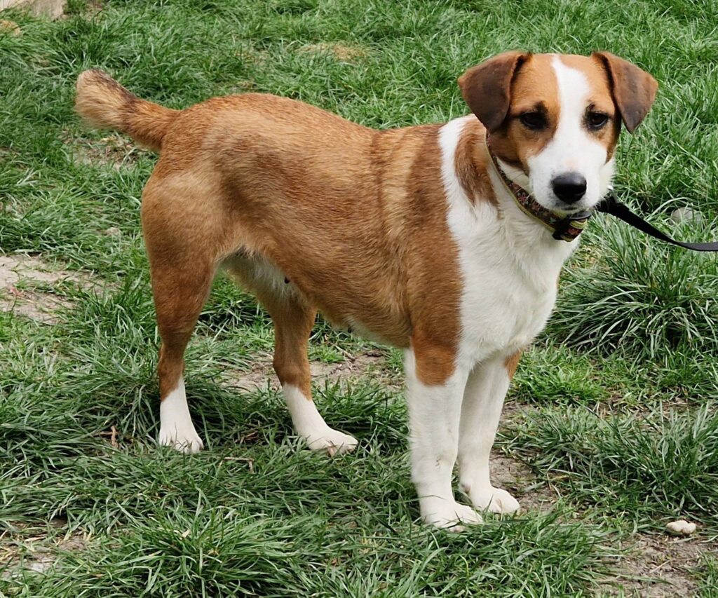Brauner und weißer Hund auf Rasen