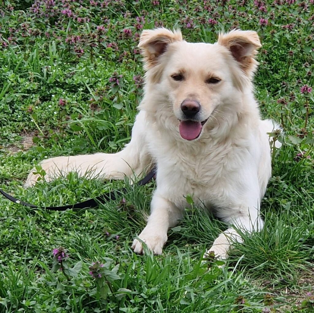 Hund liegt im Gras