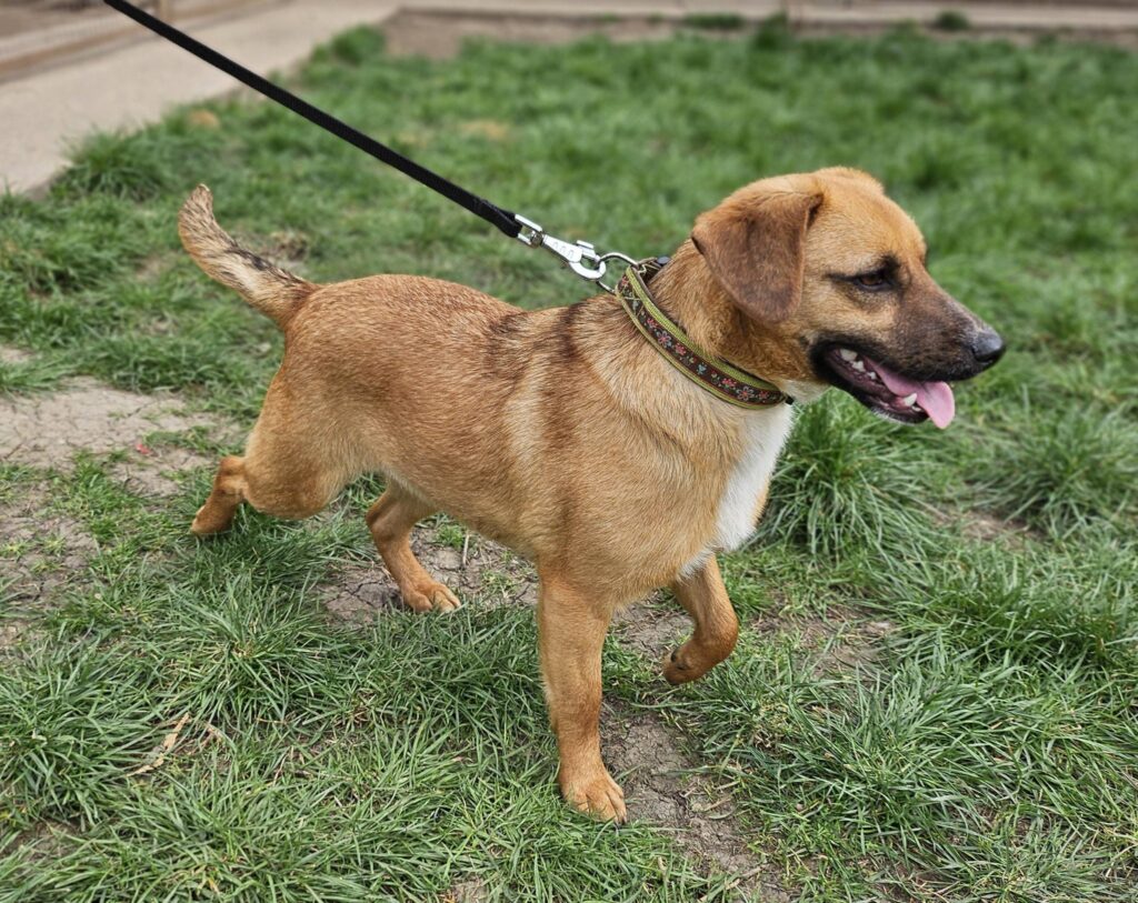 Brauner Hund an der Leine