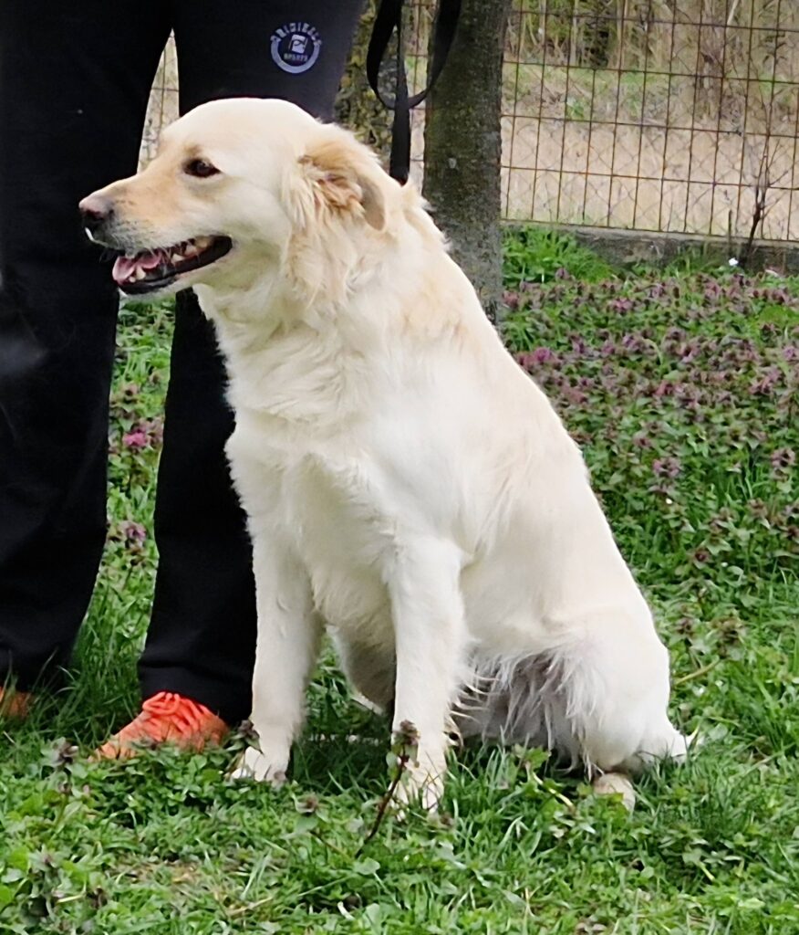 Hund sitzt auf Grünem Rasen