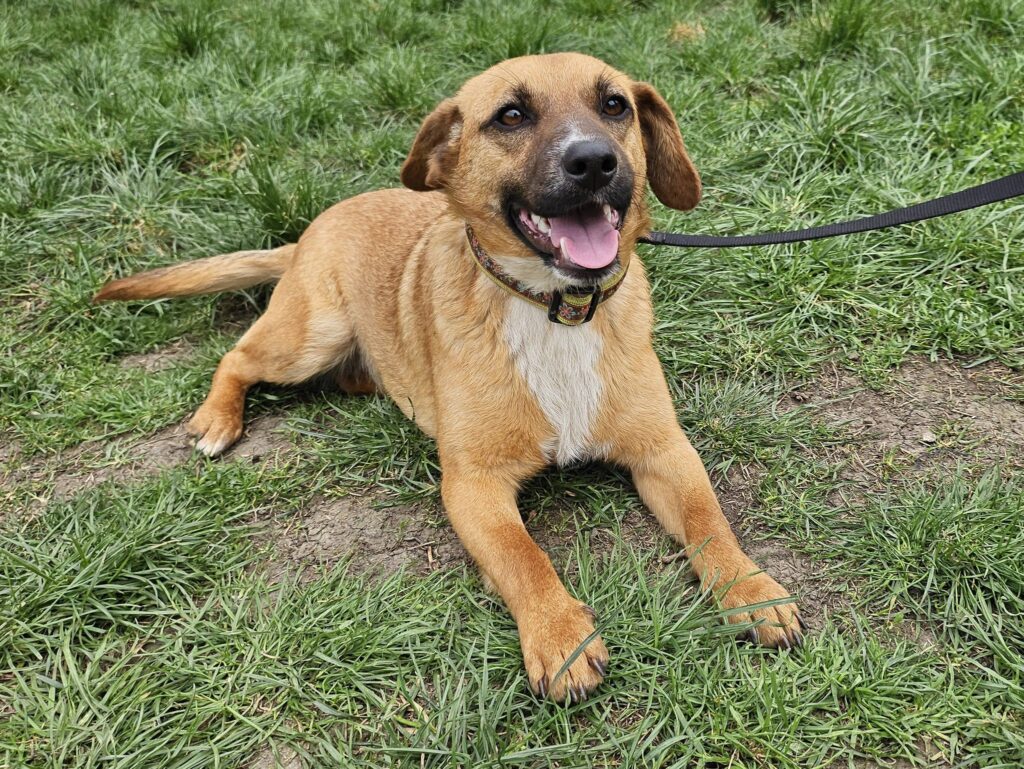 Süßer Hund liegt auf Gras