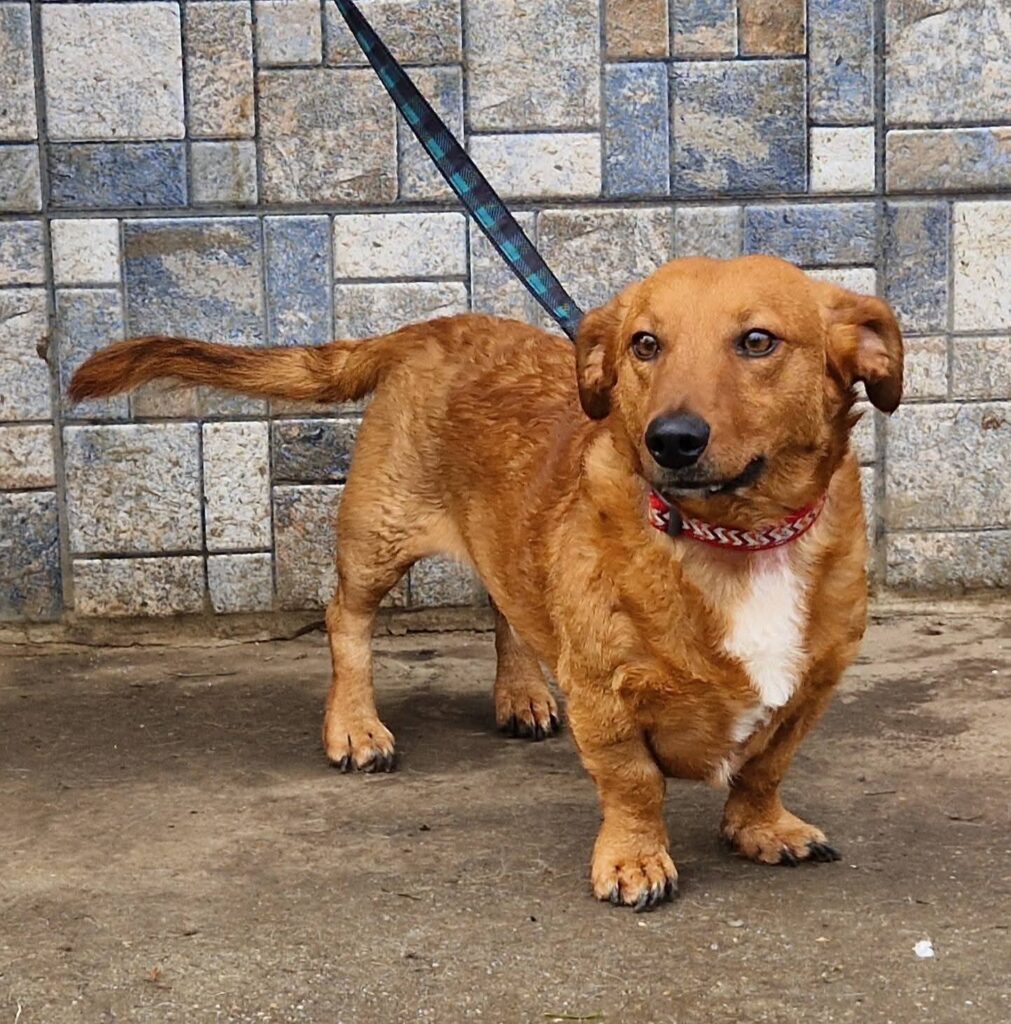 Brauner Hund mit rotem Halsband