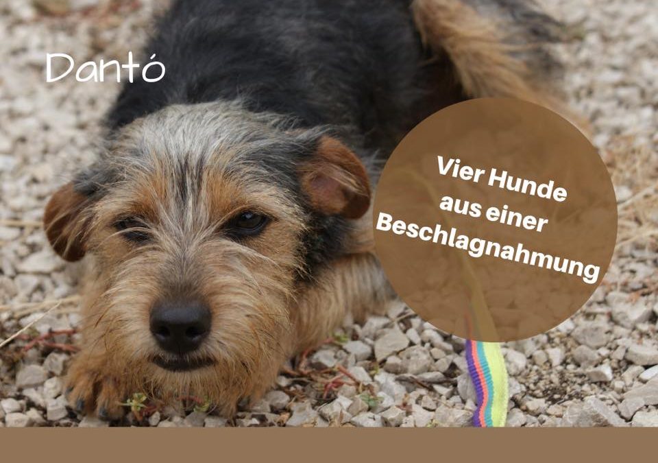 Hund von Beschlagnahmung gerettet