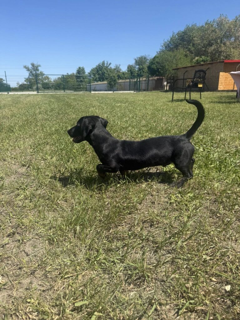 Schwarzer Hund im Gras