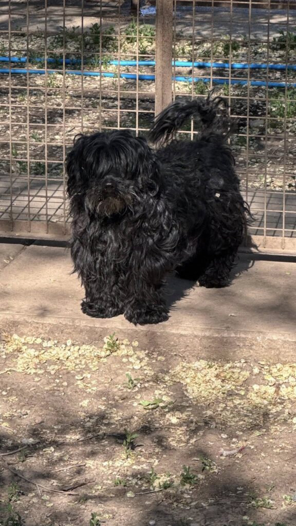 Schwarzer Hund im Freien