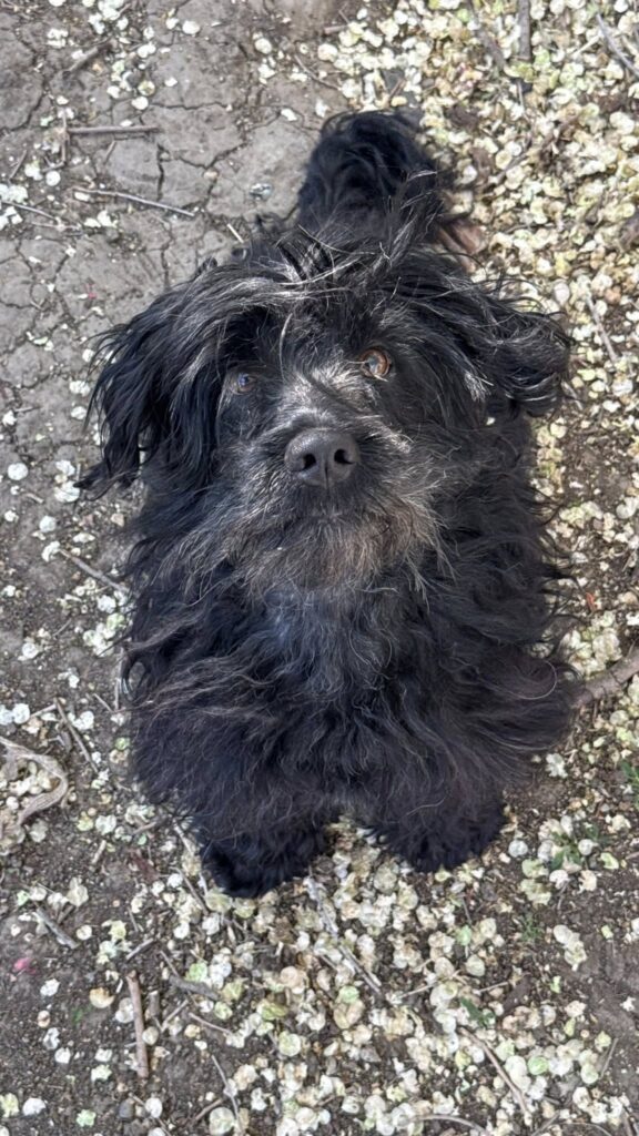 schwarzer Hund liegt draußen