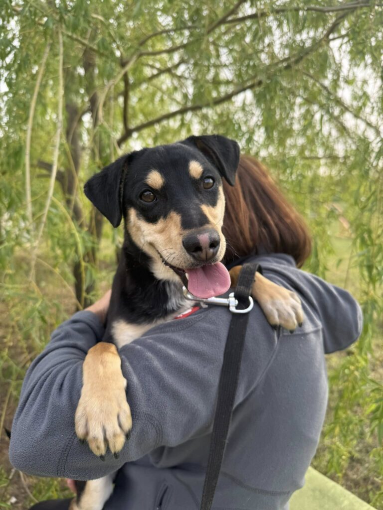 Glücklicher Hund wird gehalten