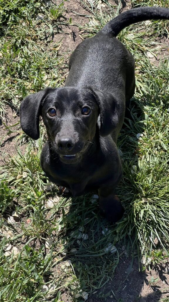 Schwarzer Dachshund Welpe im Gras