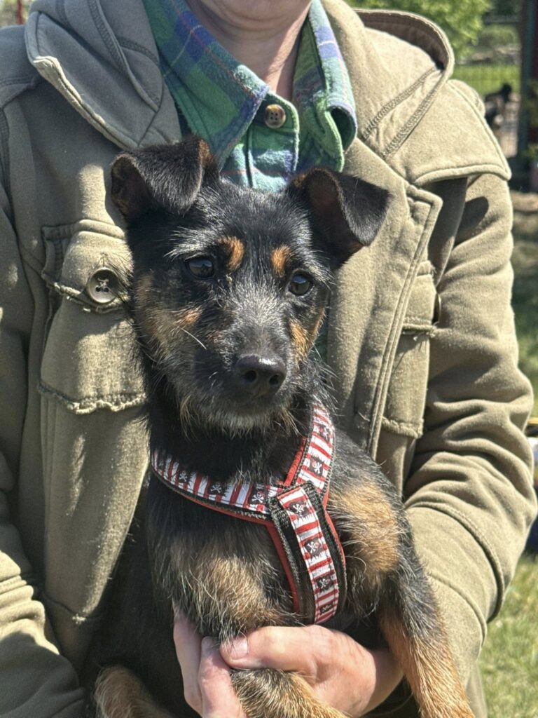 Jagdterrier Welpe im Arm