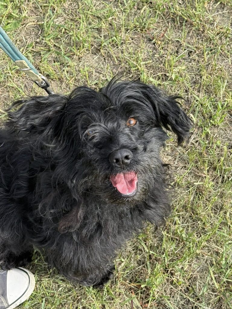 Schwarzer Hund auf Gras