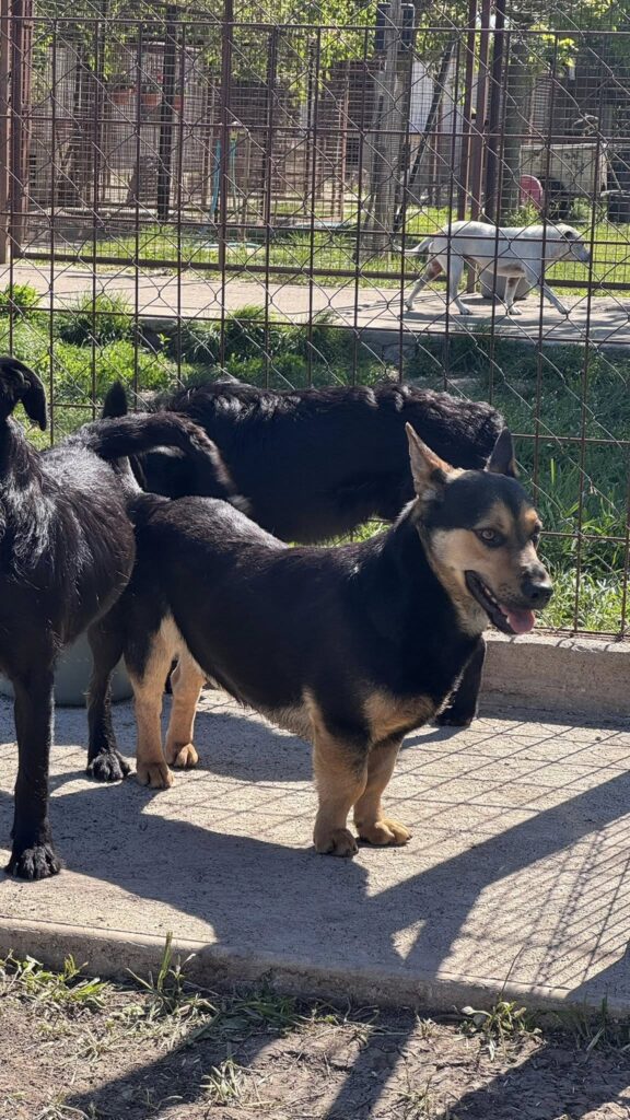 Zwei Hunde im Zwinger