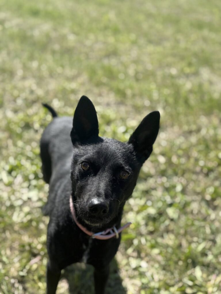 Schwarzer Hund im Gras