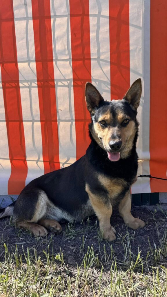 Niedlicher Hund sitzt vor Streifen