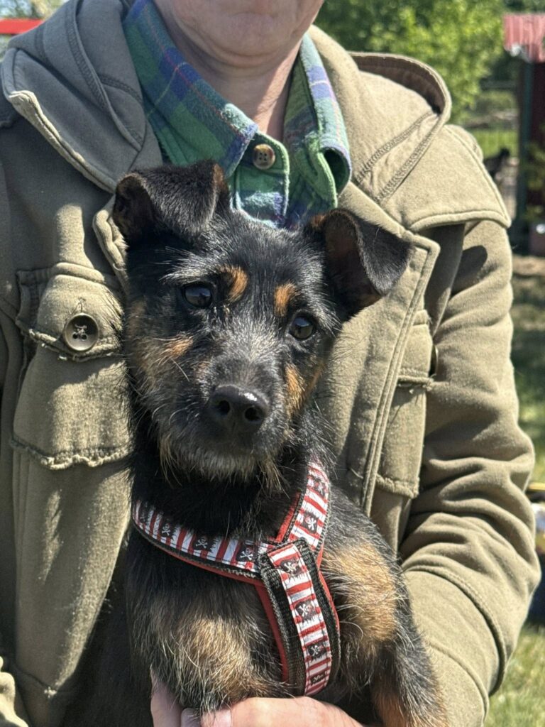 Süßer Terrier-Welpe mit Halsband