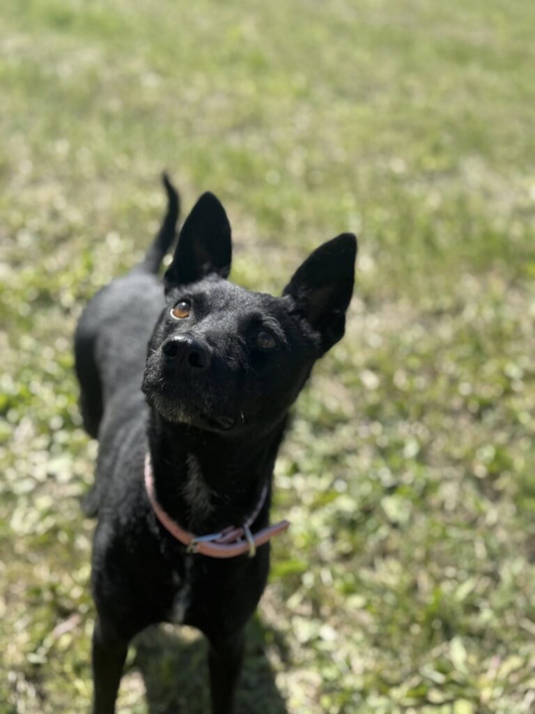 Schwarzer Hund im Gras