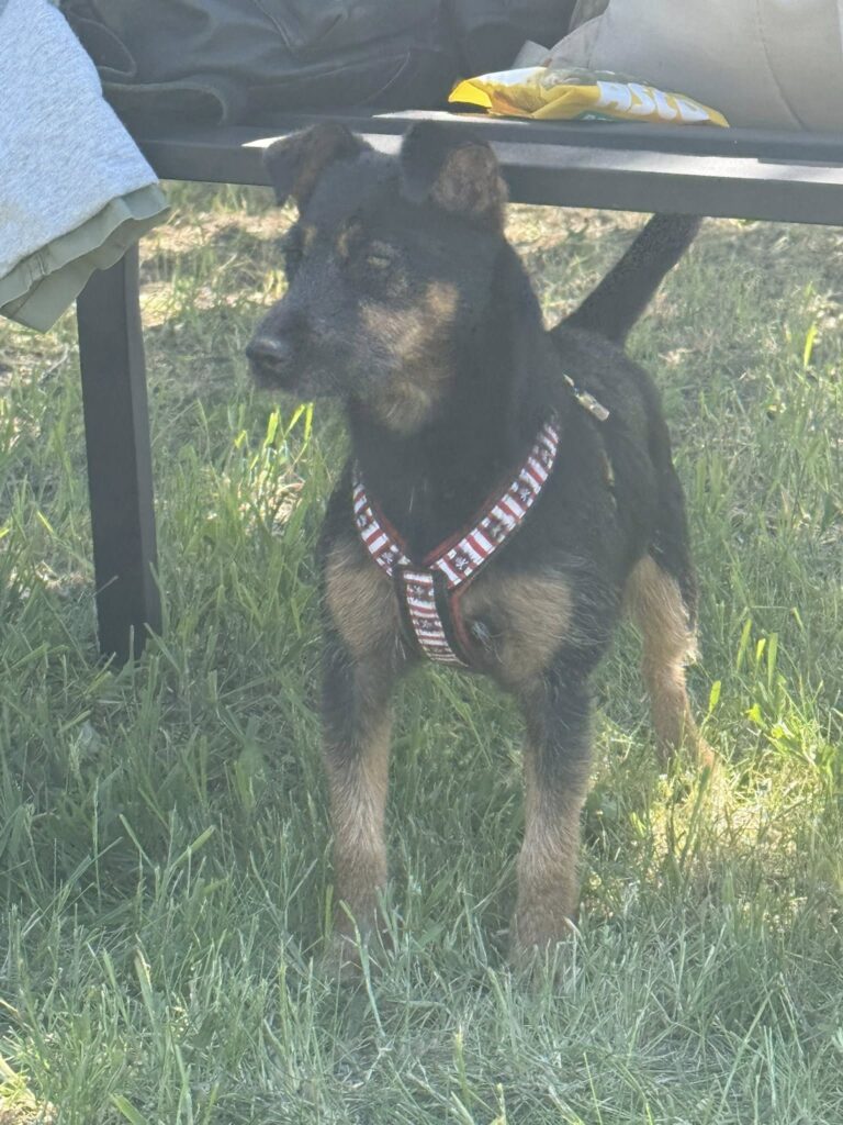 Kleiner Hund mit Geschirr