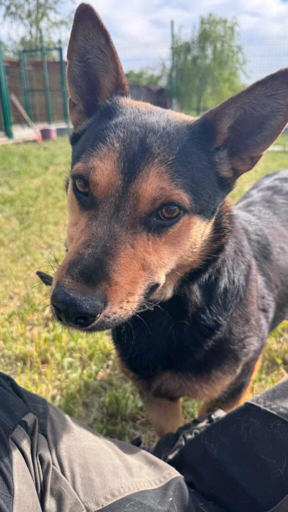 Brauner Hund auf Rasen