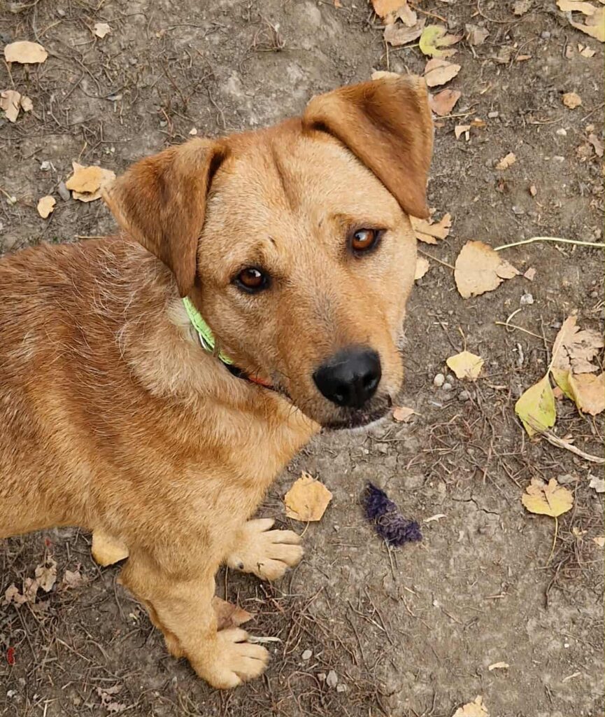Süßer Hund mit braunem Fell