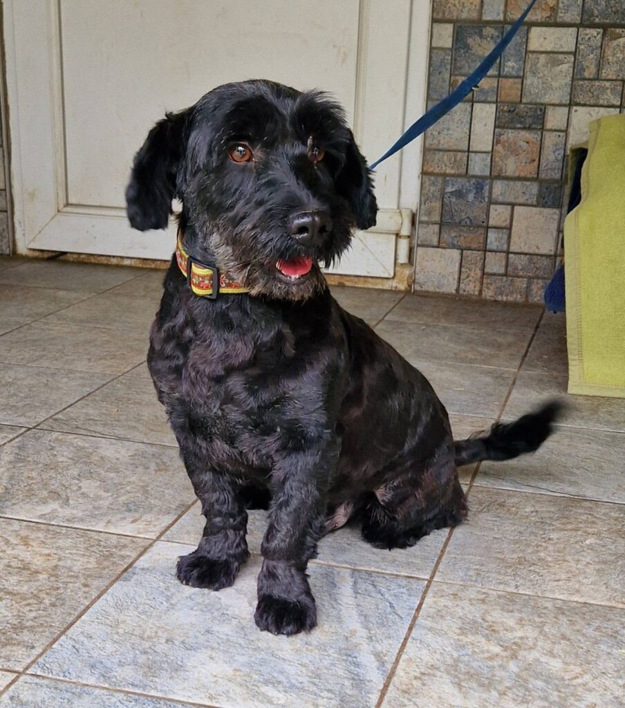 Schwarzer Hund sitzt an Leine