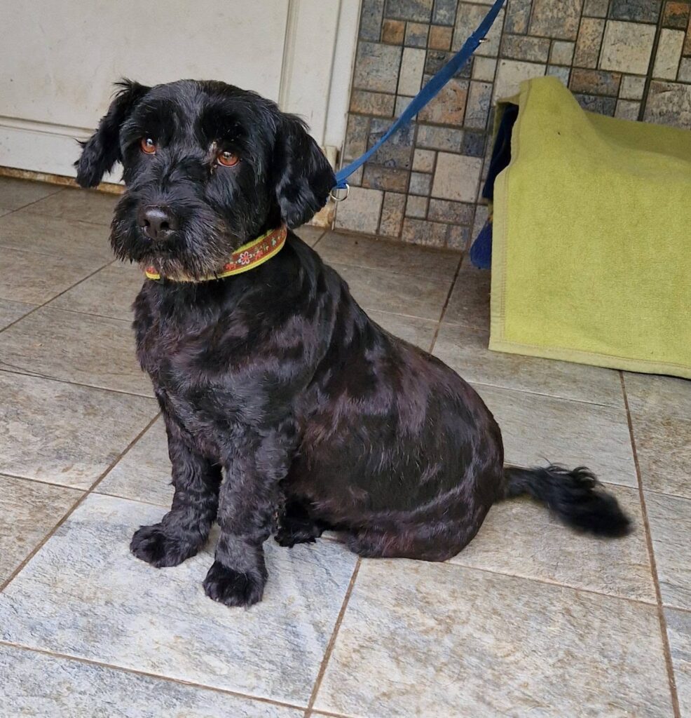 Schwarzer Hund sitzt geduldig